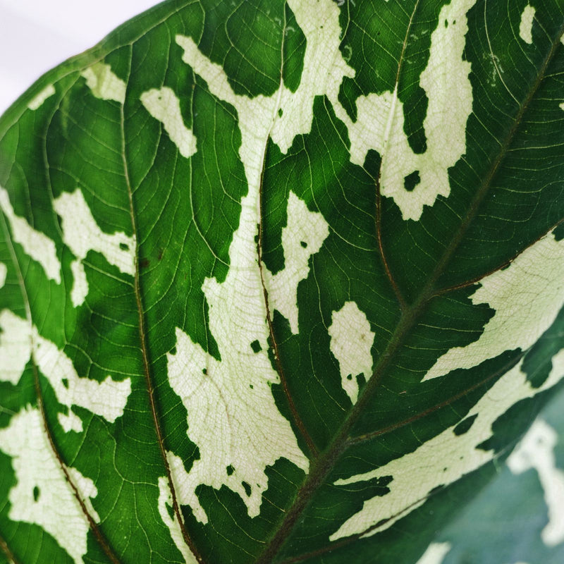 Alocasia Hilo Beauty