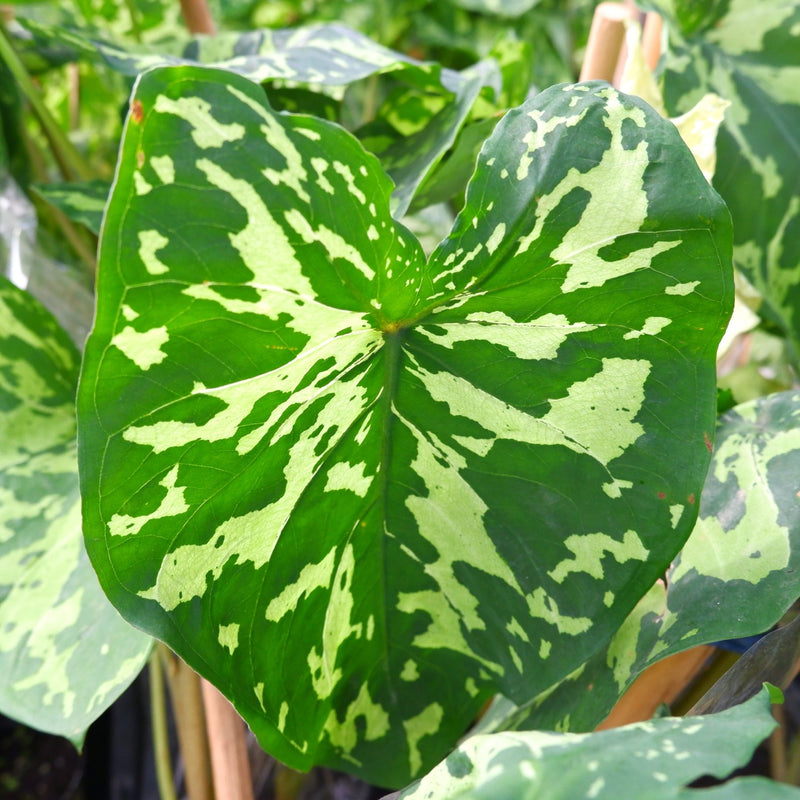 Alocasia Hilo Beauty