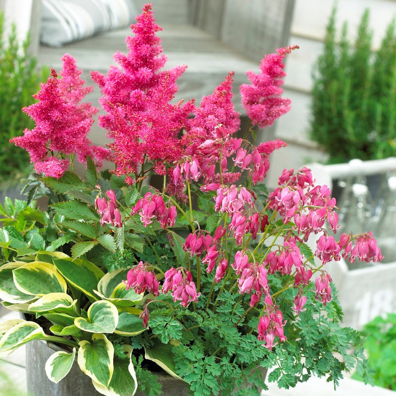 Romance Shade Blend - Astilbe