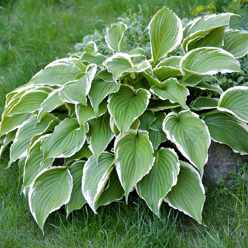 Hosta Made in the Shade Collection