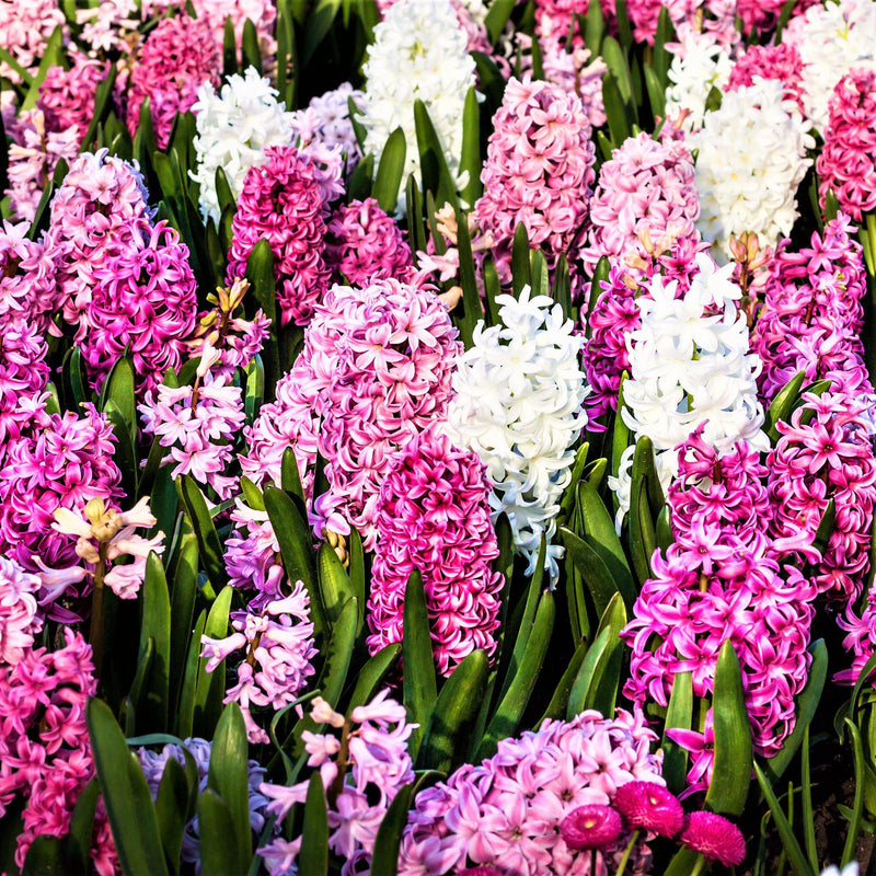 Hyacinth Sweet Berries Mix