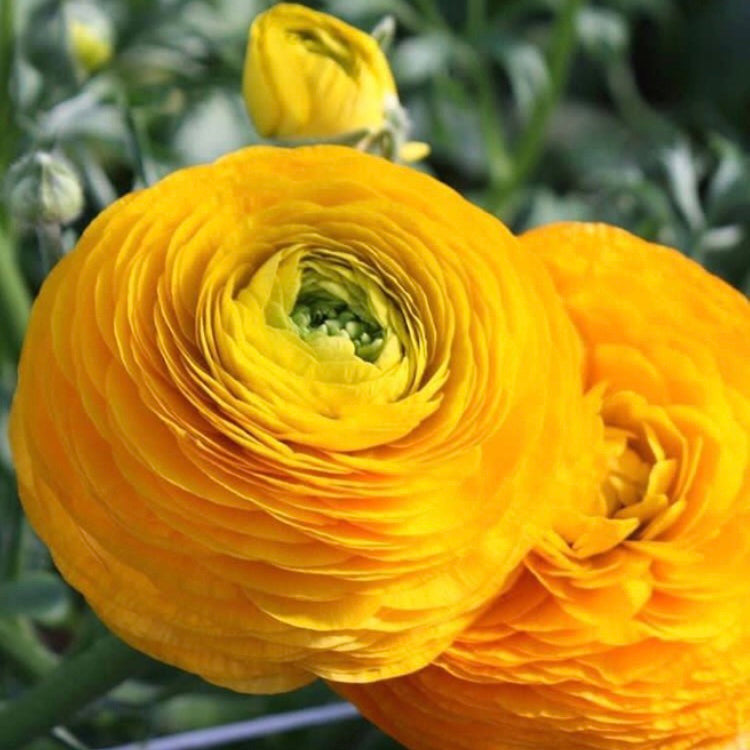 Italian Ranunculus Elegance Giallo