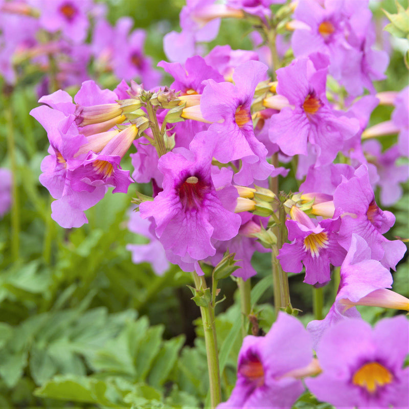 Incarvillea (Hardy Gloxinia)