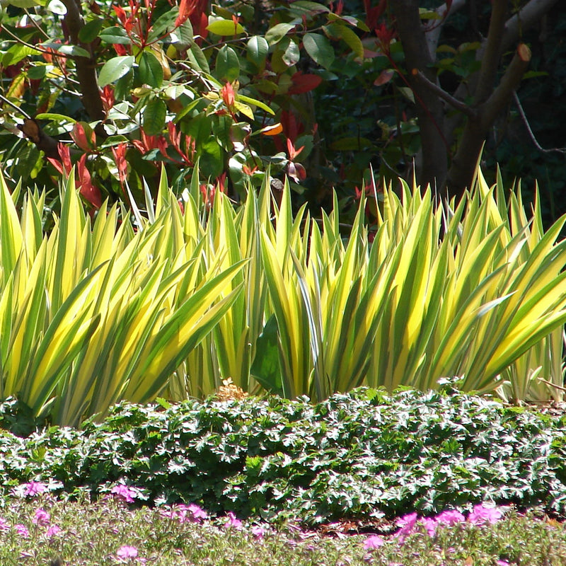 Iris Pallida Aurea Variegata Yellow