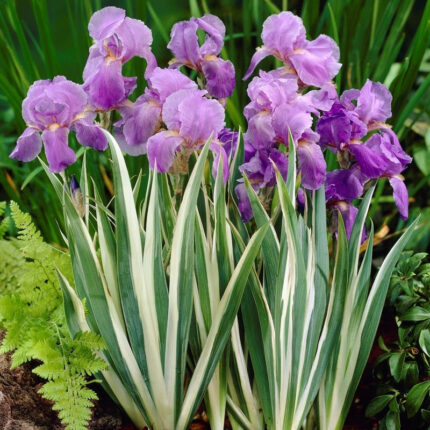 Iris Pallida Variegata White