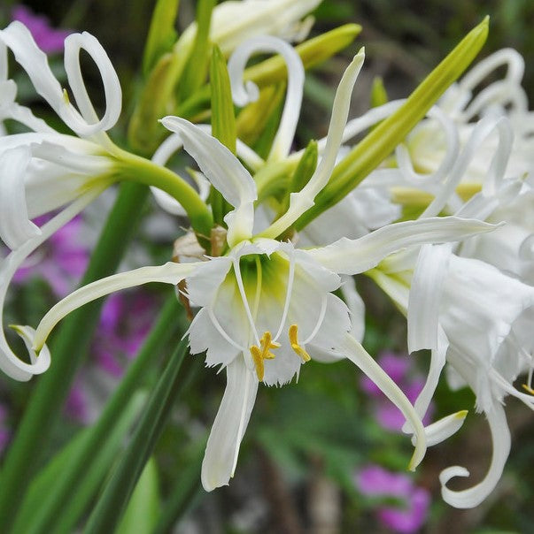 Ismene Festalis 'Zwanenburg'