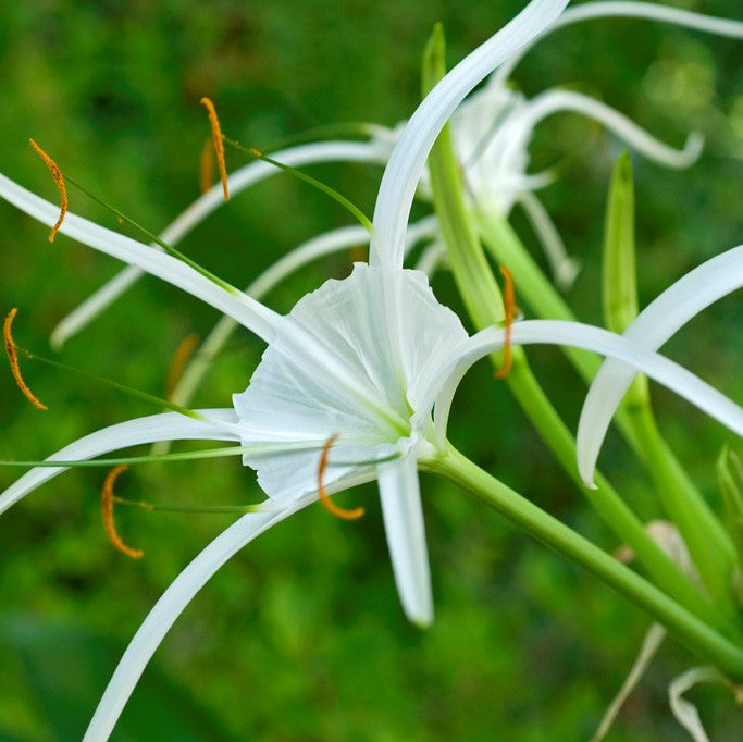 Ismene Harrisiana