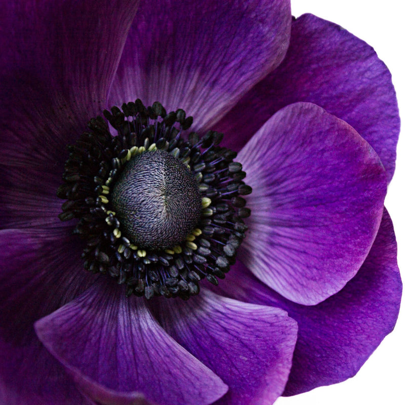 Italian Anemone Mistral Plus Grape