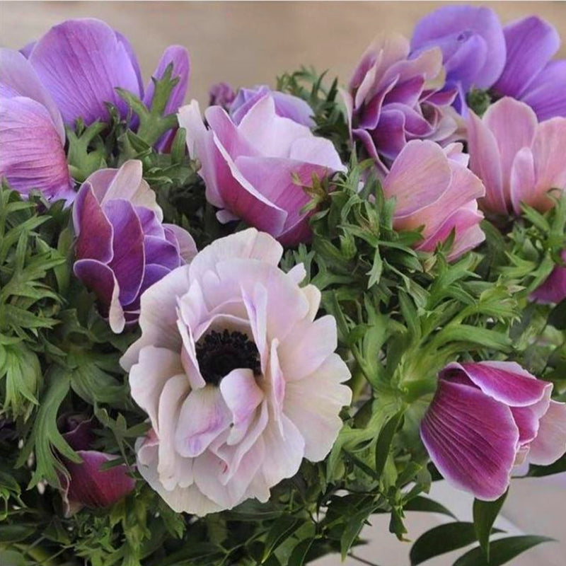 Italian Anemone Mistral Plus Rarity