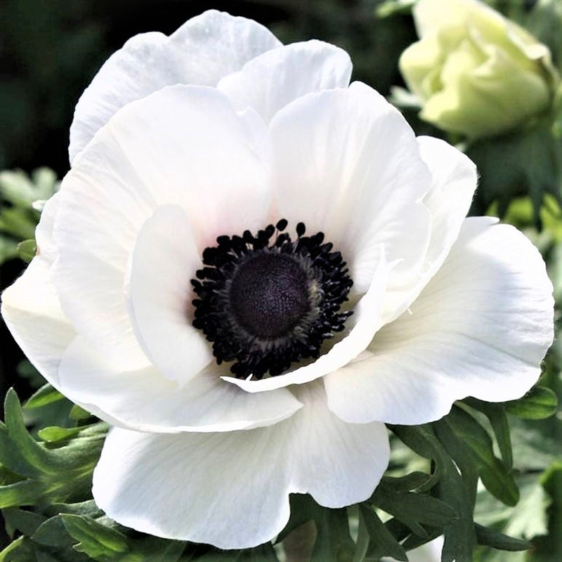 Italian Anemone Mistral Plus Bianco Centro Nero