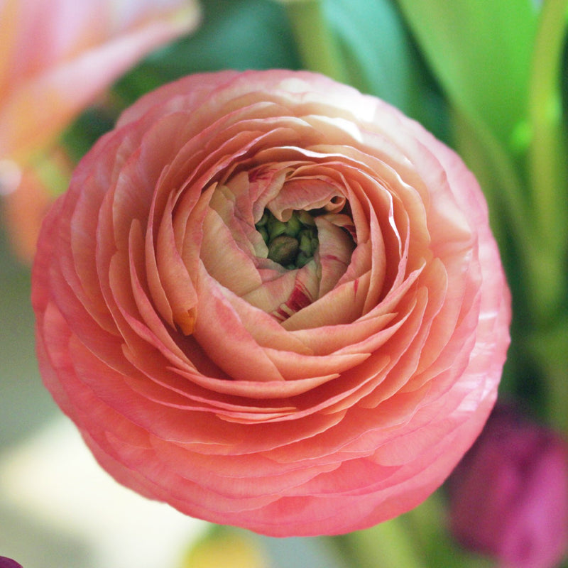 Italian Ranunculus Cloni Success Venere