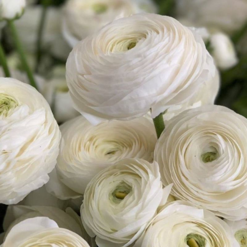 Italian Ranunculus Elegance Bianco