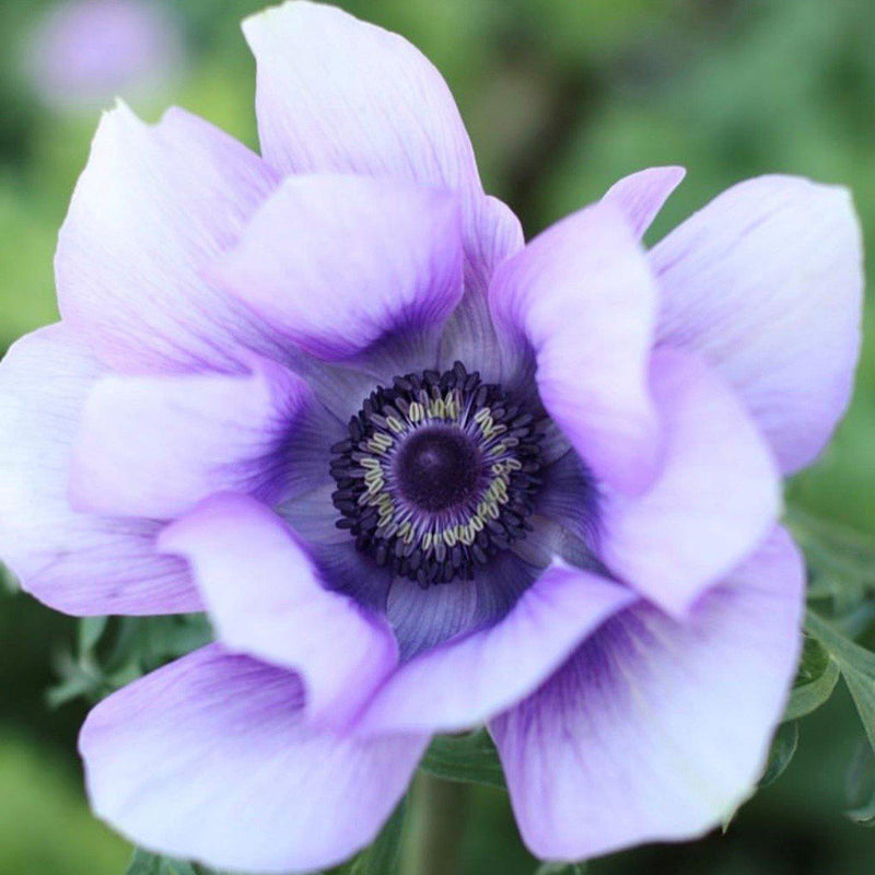 Italian Anemone Mistral Plus Azzurro