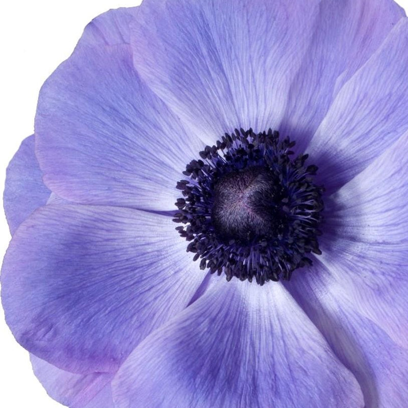 Italian Anemone Mistral Plus Blu