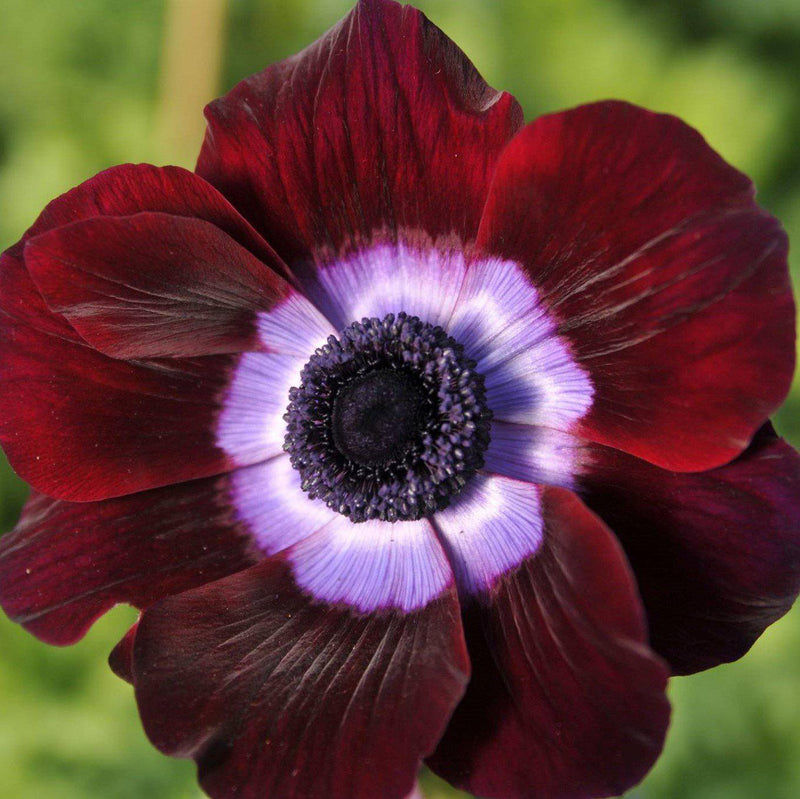 Italian Anemone Mistral Bordeaux