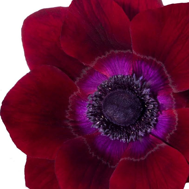 Italian Anemone Mistral Bordeaux