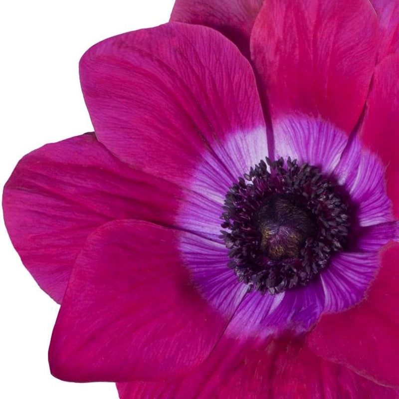 Italian Anemone Mistral Magenta