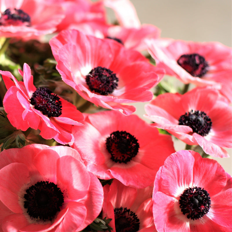 Italian Anemone Mistral Plus Rosa Shocking