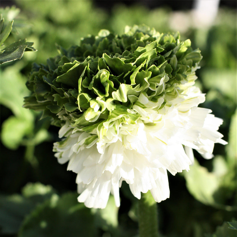 Italian Ranunculus Elegance Bianco Festival