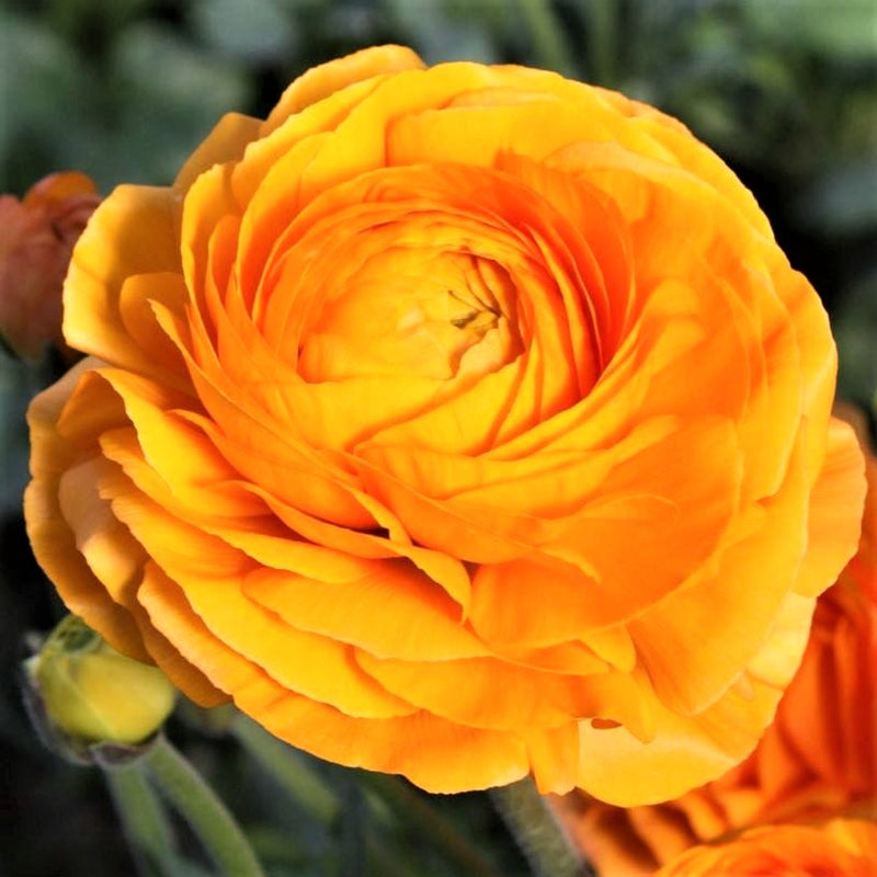 Italian Ranunculus Elegance Clementine