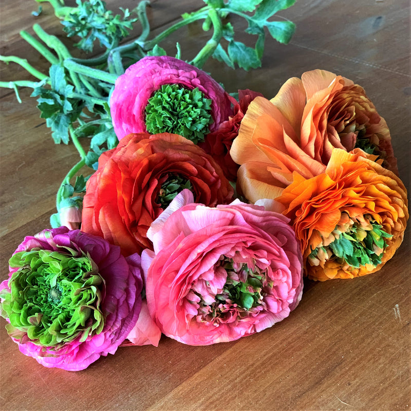 Italian Ranunculus Elegance Festival Mix