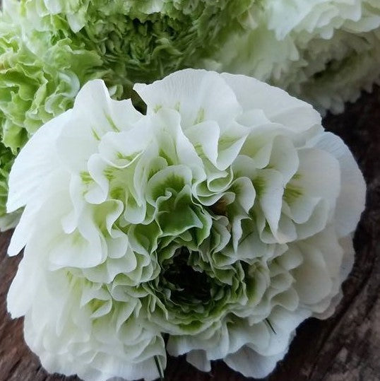 Italian Ranunculus Cloni Pon Pon 'Igloo'