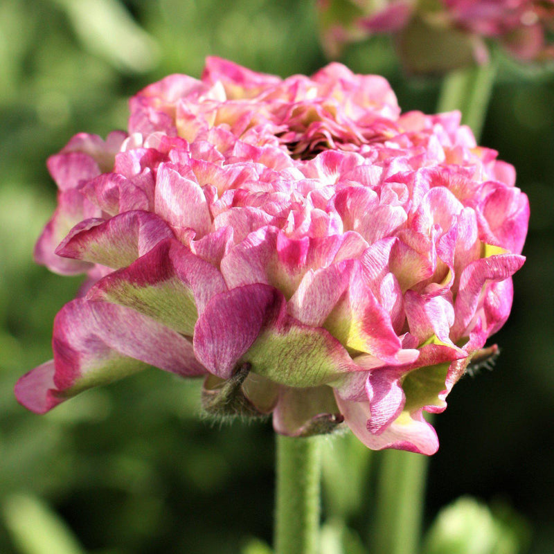 Italian Ranunculus Cloni Pon Pon 'Malva'