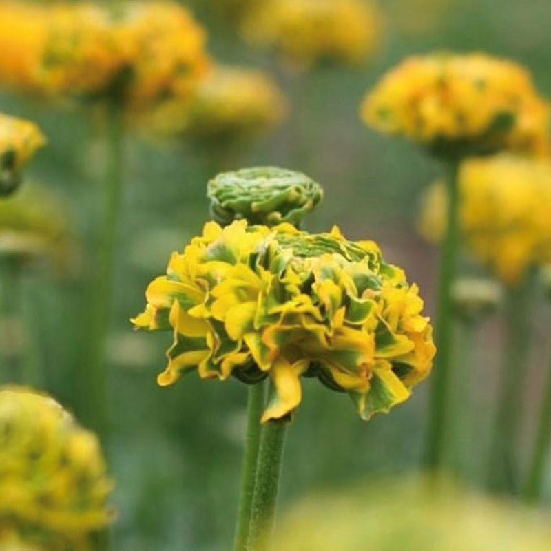 Italian Ranunculus Cloni Pon Pon 'Merlino'