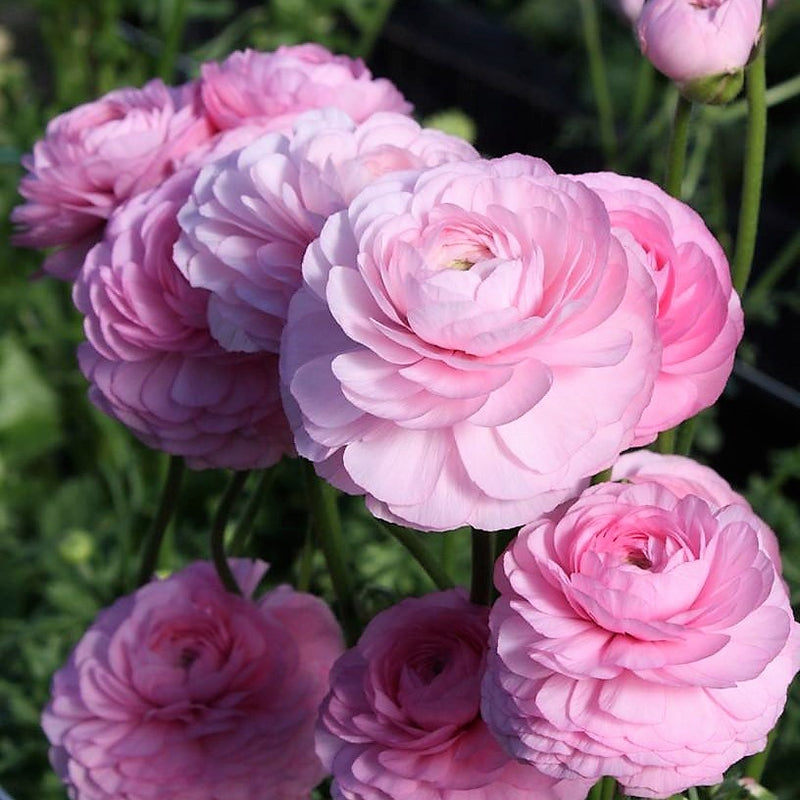 Italian Ranunculus Elegance Rose Chiaro