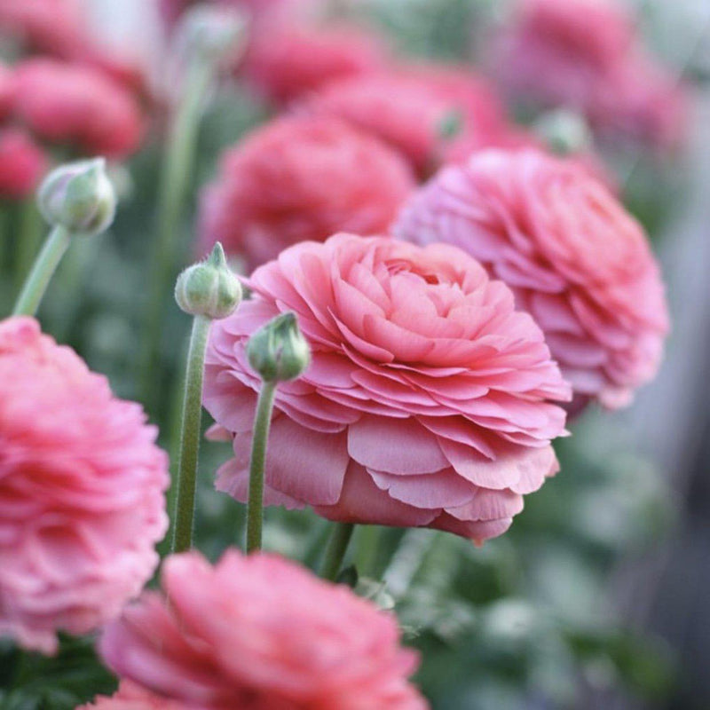 Italian Ranunculus Success Fragolino