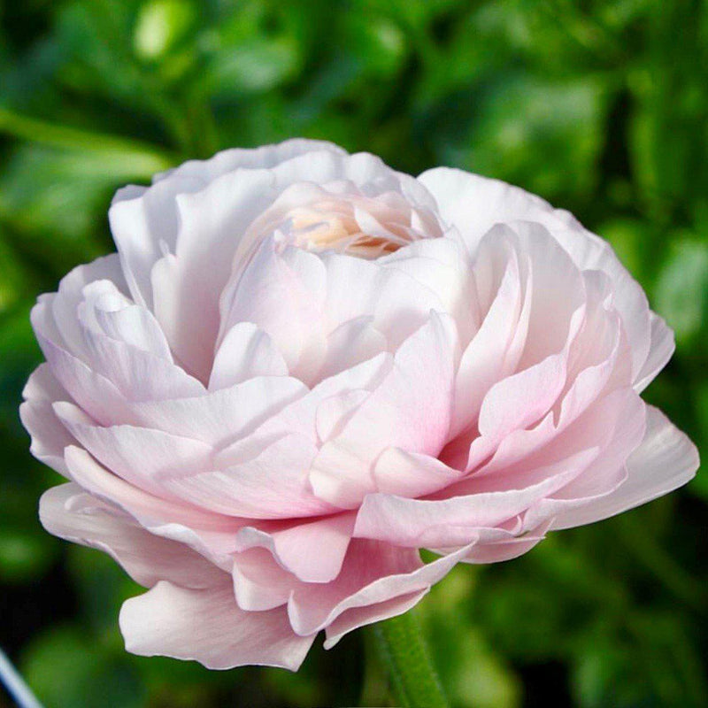 Italian Ranunculus Cloni Success Hanoi