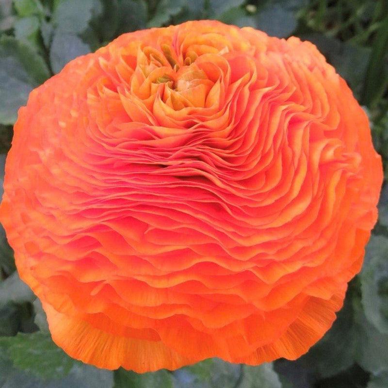 Italian Ranunculus Cloni Success Macarena