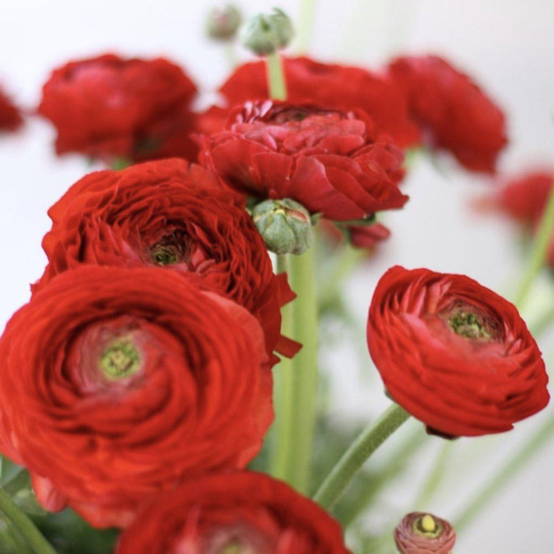 Italian Ranunculus Cloni Success Sangria