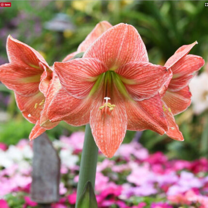 Amaryllis Exotica