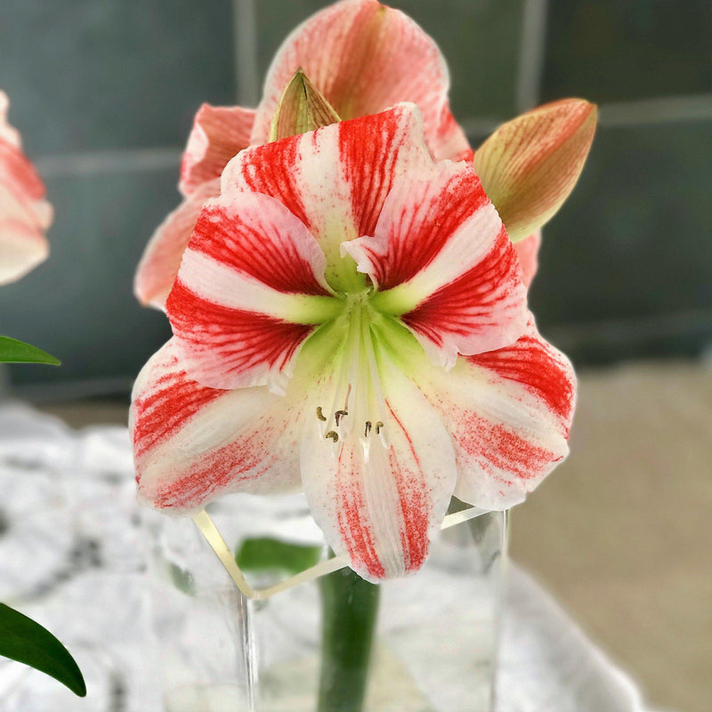 Amaryllis Clown