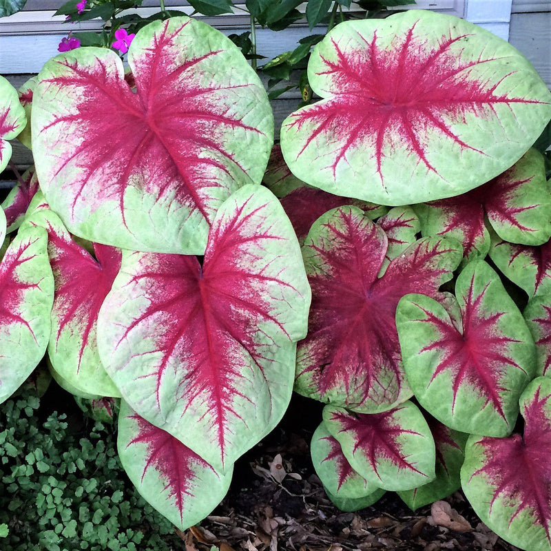 Caladium Lemon Blush