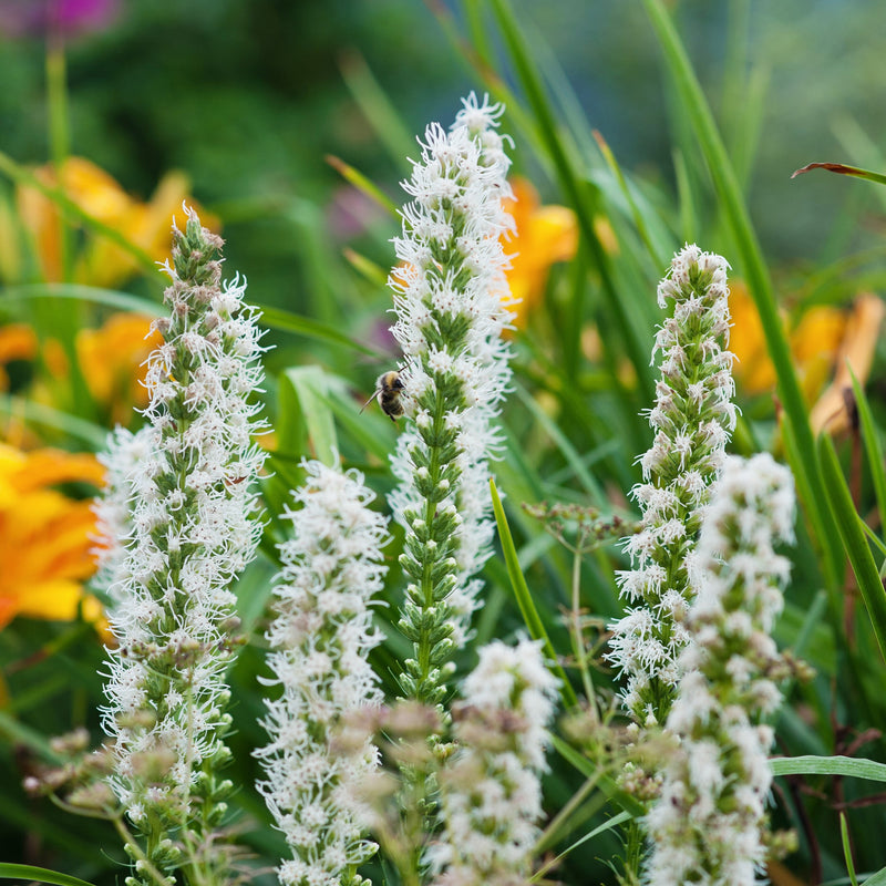 Liatris Alba