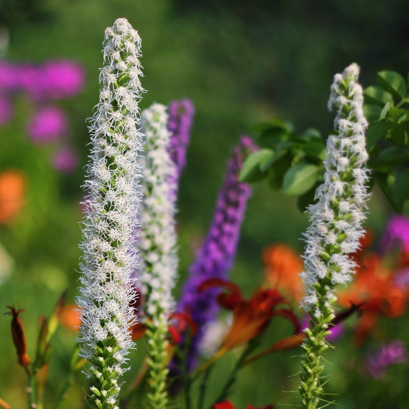 Liatris Alba