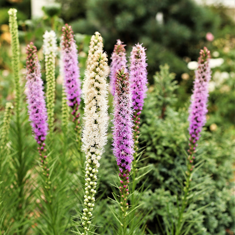 Liatris Blazing Stars Mix