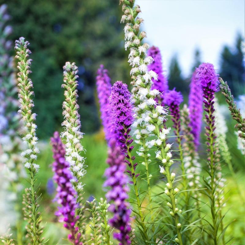 Liatris Blazing Stars Mix