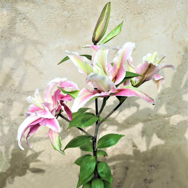 Oriental Lily Distant Drum (Double)