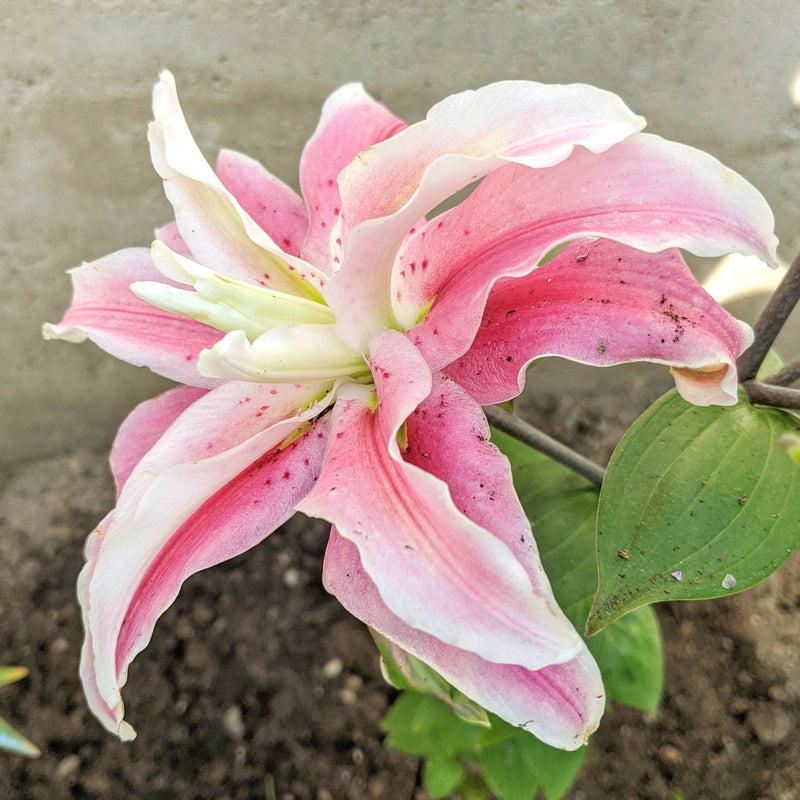 Oriental Lily Distant Drum (Double)