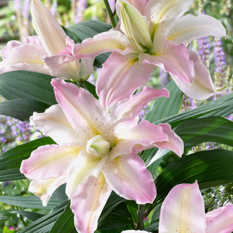 Oriental Lily Soft Music (Double)