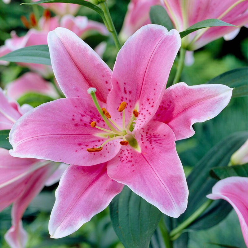 Oriental Lily Sorbonne