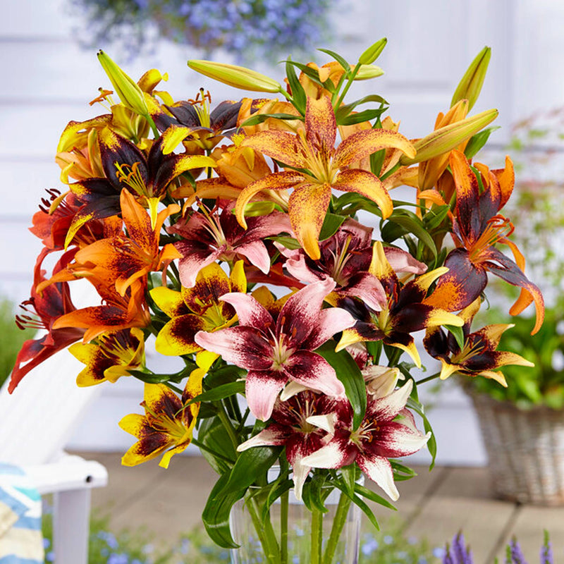 Lilium Ready to Tango Collection