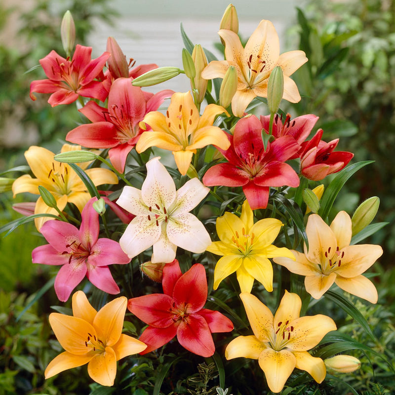 Lilium Asiatic Lily Mix