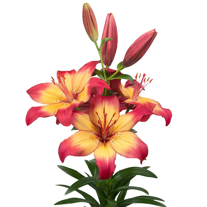 LA Hybrid Lily Heartstrings