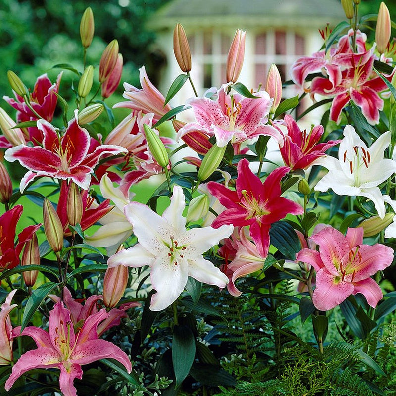 Lilium Oriental Lily Fragrant Mix