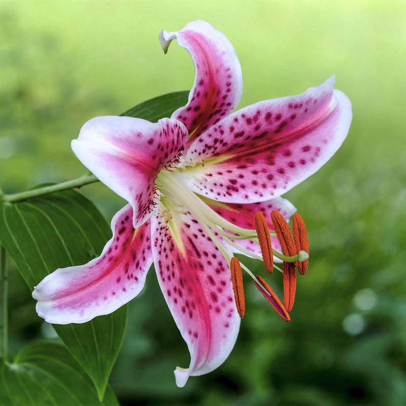 Oriental Lily Stargazer