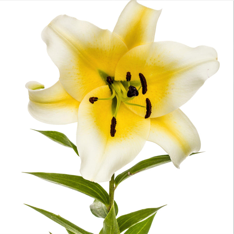 Orienpet Lily Conca D'Or